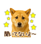柴犬★即返信に使える便利なスタンプ（個別スタンプ：12）
