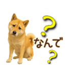 柴犬★即返信に使える便利なスタンプ（個別スタンプ：14）