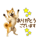 柴犬★即返信に使える便利なスタンプ（個別スタンプ：15）