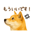 柴犬★即返信に使える便利なスタンプ（個別スタンプ：17）