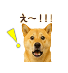 柴犬★即返信に使える便利なスタンプ（個別スタンプ：18）