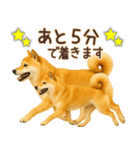 柴犬★即返信に使える便利なスタンプ（個別スタンプ：19）
