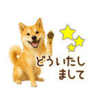 柴犬★即返信に使える便利なスタンプ（個別スタンプ：20）