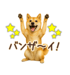 柴犬★即返信に使える便利なスタンプ（個別スタンプ：21）