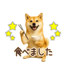 柴犬★即返信に使える便利なスタンプ（個別スタンプ：23）