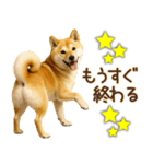 柴犬★即返信に使える便利なスタンプ（個別スタンプ：25）