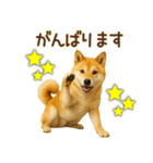 柴犬★即返信に使える便利なスタンプ（個別スタンプ：28）