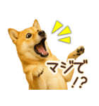 柴犬★即返信に使える便利なスタンプ（個別スタンプ：29）