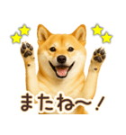 柴犬★即返信に使える便利なスタンプ（個別スタンプ：30）