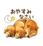 柴犬★即返信に使える便利なスタンプ（個別スタンプ：31）