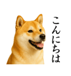 柴犬★毎日使う★大人の敬語スタンプ（個別スタンプ：2）