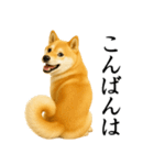 柴犬★毎日使う★大人の敬語スタンプ（個別スタンプ：3）