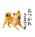 柴犬★毎日使う★大人の敬語スタンプ（個別スタンプ：4）