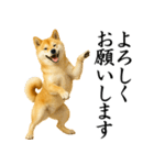 柴犬★毎日使う★大人の敬語スタンプ（個別スタンプ：6）