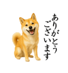 柴犬★毎日使う★大人の敬語スタンプ（個別スタンプ：7）
