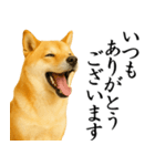 柴犬★毎日使う★大人の敬語スタンプ（個別スタンプ：8）