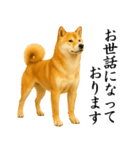柴犬★毎日使う★大人の敬語スタンプ（個別スタンプ：9）