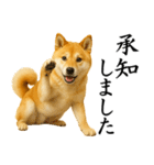 柴犬★毎日使う★大人の敬語スタンプ（個別スタンプ：11）