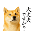 柴犬★毎日使う★大人の敬語スタンプ（個別スタンプ：12）