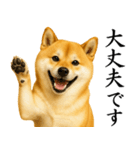 柴犬★毎日使う★大人の敬語スタンプ（個別スタンプ：13）