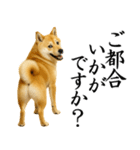 柴犬★毎日使う★大人の敬語スタンプ（個別スタンプ：14）