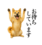 柴犬★毎日使う★大人の敬語スタンプ（個別スタンプ：15）
