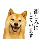 柴犬★毎日使う★大人の敬語スタンプ（個別スタンプ：16）