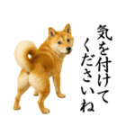 柴犬★毎日使う★大人の敬語スタンプ（個別スタンプ：18）