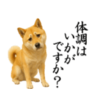 柴犬★毎日使う★大人の敬語スタンプ（個別スタンプ：19）