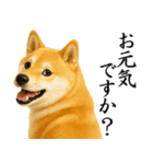 柴犬★毎日使う★大人の敬語スタンプ（個別スタンプ：20）