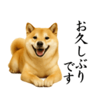柴犬★毎日使う★大人の敬語スタンプ（個別スタンプ：21）
