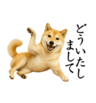 柴犬★毎日使う★大人の敬語スタンプ（個別スタンプ：22）