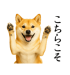 柴犬★毎日使う★大人の敬語スタンプ（個別スタンプ：23）