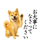 柴犬★毎日使う★大人の敬語スタンプ（個別スタンプ：24）