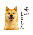 柴犬★毎日使う★大人の敬語スタンプ（個別スタンプ：26）