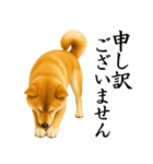 柴犬★毎日使う★大人の敬語スタンプ（個別スタンプ：27）