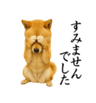 柴犬★毎日使う★大人の敬語スタンプ（個別スタンプ：28）