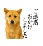 柴犬★毎日使う★大人の敬語スタンプ（個別スタンプ：29）