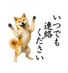 柴犬★毎日使う★大人の敬語スタンプ（個別スタンプ：30）