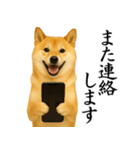 柴犬★毎日使う★大人の敬語スタンプ（個別スタンプ：31）