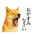 柴犬★毎日使う★大人の敬語スタンプ（個別スタンプ：32）