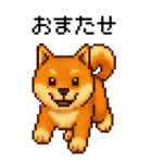 BIG！柴犬のドットスタンプ☆豆柴（個別スタンプ：16）