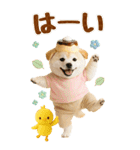 癒ししばいぬの気軽な敬語スタンプ【BIG】（個別スタンプ：3）