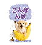 癒ししばいぬの気軽な敬語スタンプ【BIG】（個別スタンプ：8）