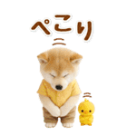 癒ししばいぬの気軽な敬語スタンプ【BIG】（個別スタンプ：11）