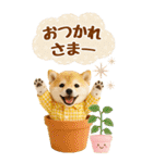 癒ししばいぬの気軽な敬語スタンプ【BIG】（個別スタンプ：13）