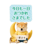 癒ししばいぬの気軽な敬語スタンプ【BIG】（個別スタンプ：15）