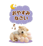 癒ししばいぬの気軽な敬語スタンプ【BIG】（個別スタンプ：16）