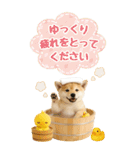 癒ししばいぬの気軽な敬語スタンプ【BIG】（個別スタンプ：17）