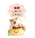 癒ししばいぬの気軽な敬語スタンプ【BIG】（個別スタンプ：24）